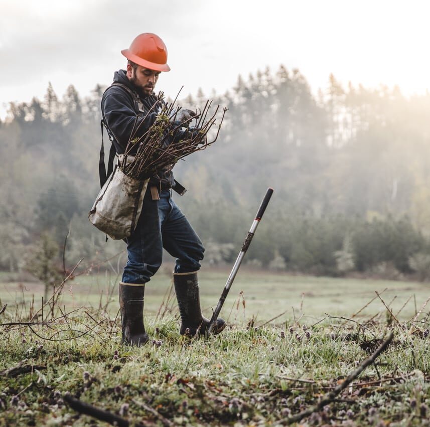 Each tree saves the planet and could be used for future timber sash windows