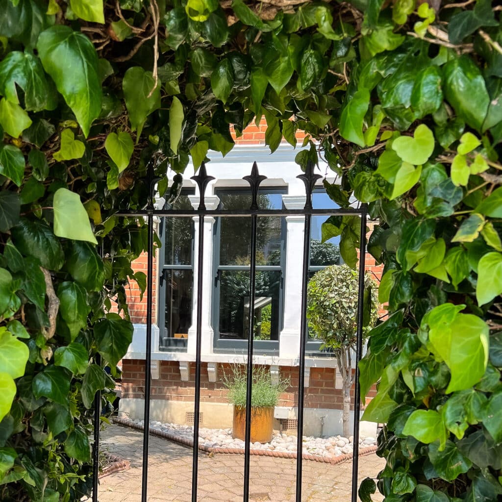 Sash windows photographed through ivy in East Dulwich